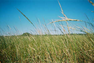 wild_rice_view.jpg